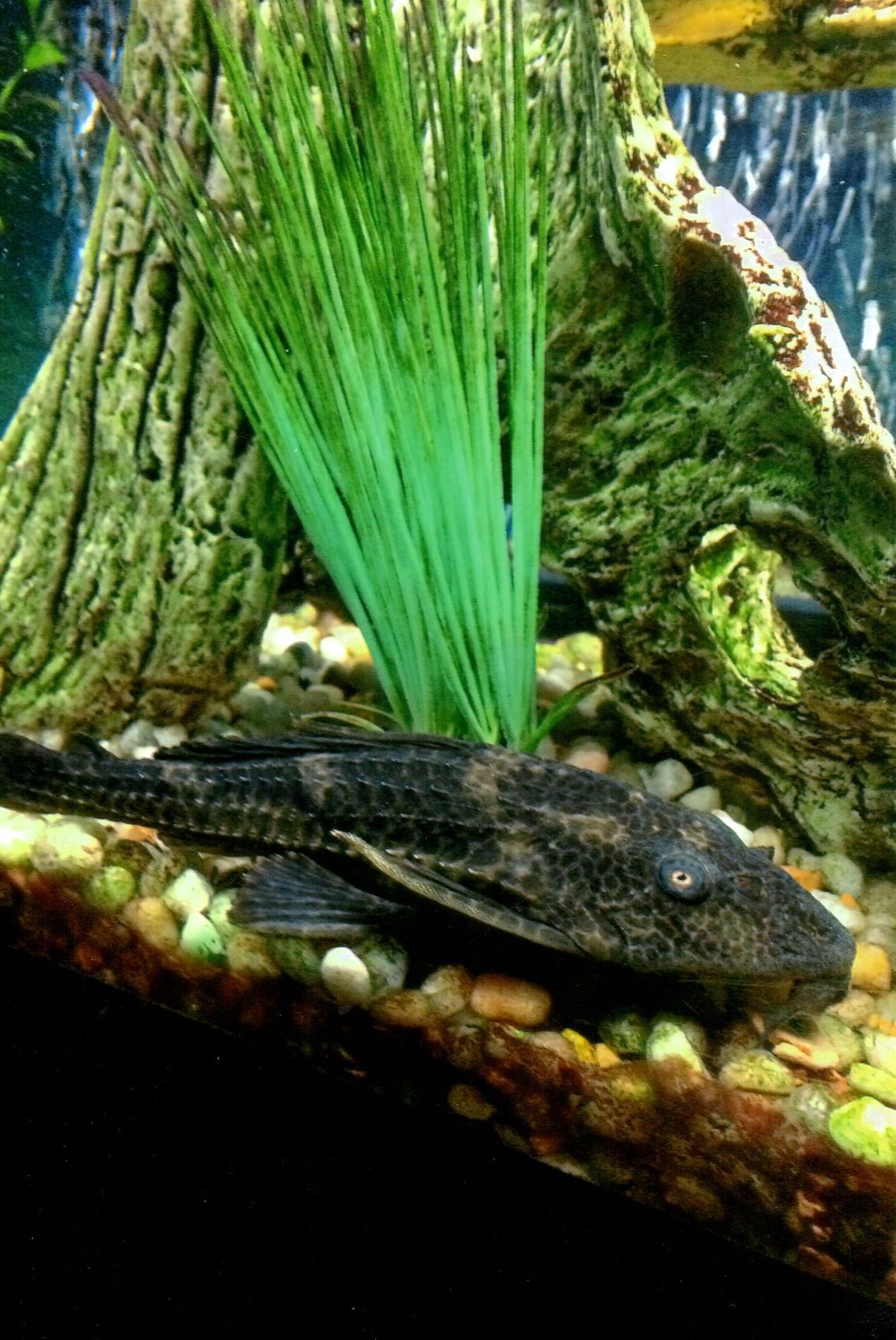 Pic of the Litter: Cosmo